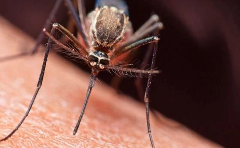 aumento de casos de malaria en risaralda malraq