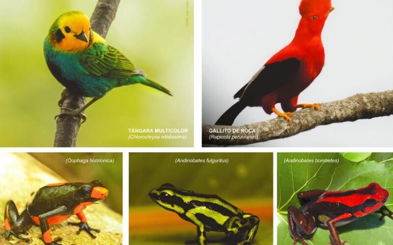 consejo de estado colombiano confirmo medida cautelar consistente en la suspension de la licencia para cazar especies de ranas y aves en risaralda pajra