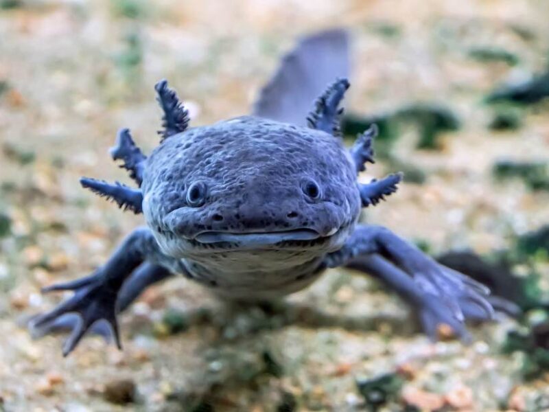 el ajolote mexicano una joya de la naturaleza en peligro de extincion portada horizontal camila