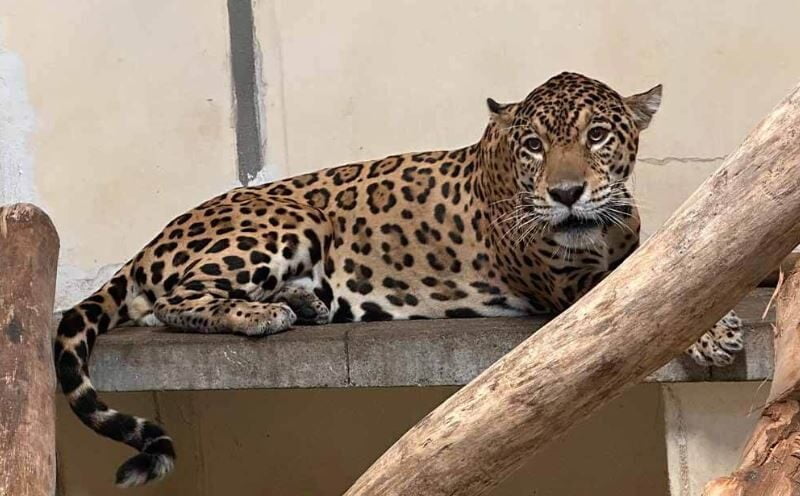 el bioparque ukumari tiene dos nuevos integrantes jaguar