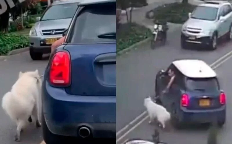 indignante hombre arrastro a su perro en bogota para no ensuciar su automovil pe1