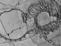 La verdad detrás del descubrimiento del antiguo «dragón» de 240 millones de años
