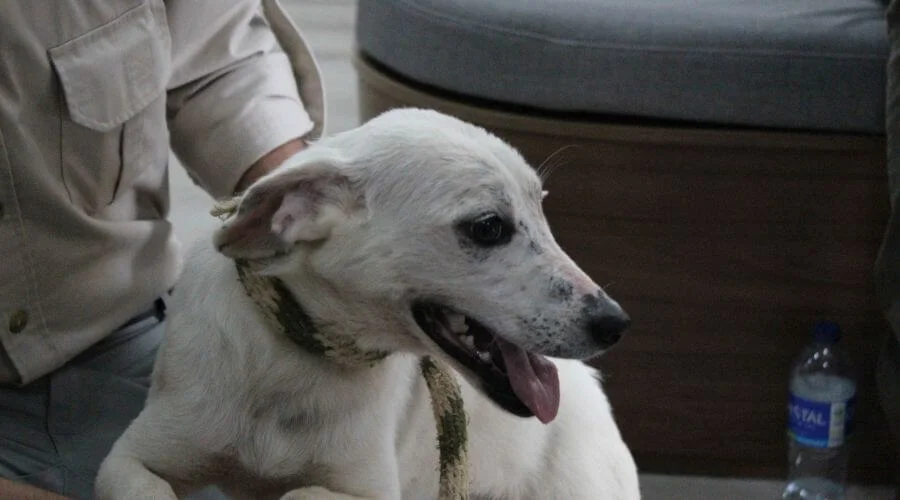 los animales sienten y tienen derechos foro de bienestar animal organizado por el expreso img hywxdsmgdab w4gbkvi6mhxo2i9yiuuitgxbivl80hd0urtoornuuum7 rxv0