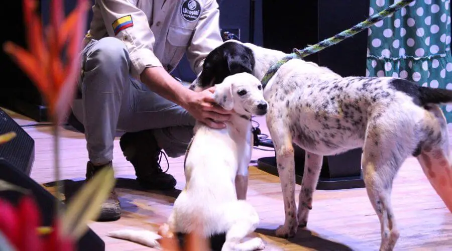 los animales sienten y tienen derechos foro de bienestar animal organizado por el expreso img hywxdsmgdab w4ibkli7mhxo2i9yiuuitgxbehl 0xd0urtoojnxuumb rxpm ldobpg6eioghcpec