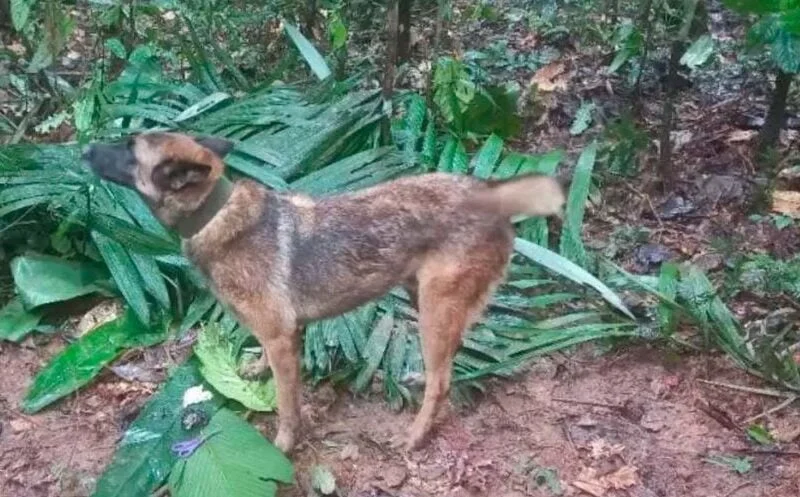 wilson el perro heroe de la operacion esperanza se despide en medio de incertidumbre per1