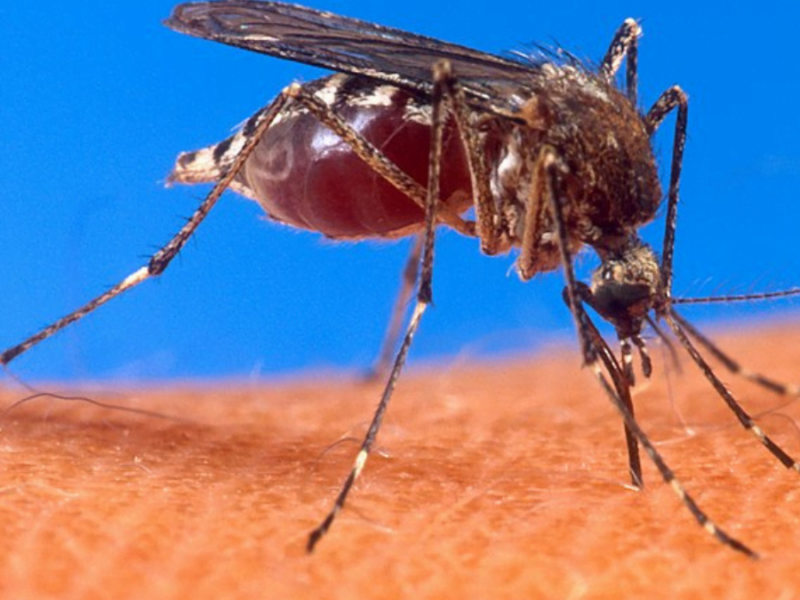 al dengue lo prevenimos entre todos con jornadas de fumigacion secretaria de salud sigue implementando acciones para eliminar focos de criaderos de mosquitos web 32