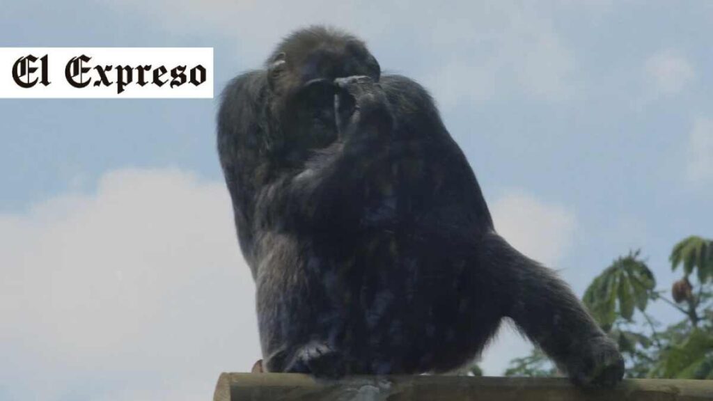 en ukumari pereira sacrificaron a pancho y a chita en cali sedaron y recapturaron a un chimpance 1235fcbbbfsfsvhita123