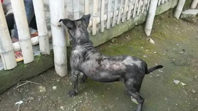 hermana de funcionario cobro millones a la alcaldia de dosquebradas por atender perros que otros pagaban perritu1