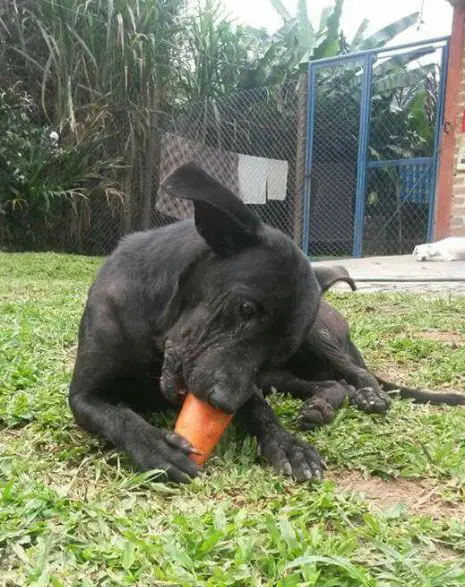 hermana de funcionario cobro millones a la alcaldia de dosquebradas por atender perros que otros pagaban perritu12