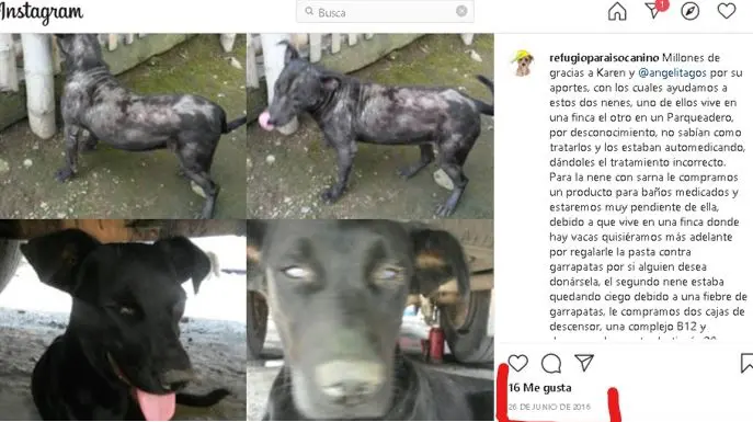 hermana de funcionario cobro millones a la alcaldia de dosquebradas por atender perros que otros pagaban perritu123