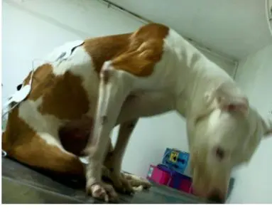 hermana de funcionario cobro millones a la alcaldia de dosquebradas por atender perros que otros pagaban perritu1234