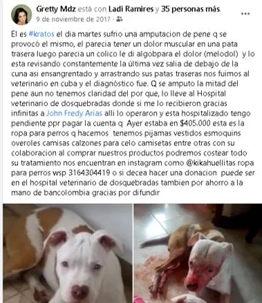 hermana de funcionario cobro millones a la alcaldia de dosquebradas por atender perros que otros pagaban perritu12345