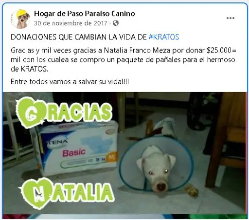hermana de funcionario cobro millones a la alcaldia de dosquebradas por atender perros que otros pagaban perritu123456789
