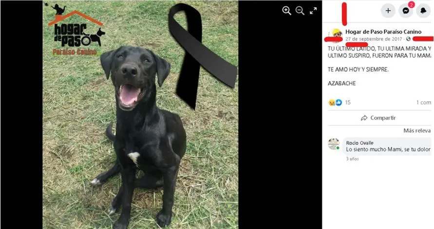 hermana de funcionario cobro millones a la alcaldia de dosquebradas por atender perros que otros pagaban perritu12345678912345