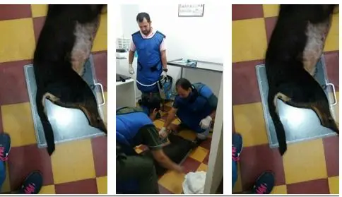 hermana de funcionario cobro millones a la alcaldia de dosquebradas por atender perros que otros pagaban perritu123456789123456