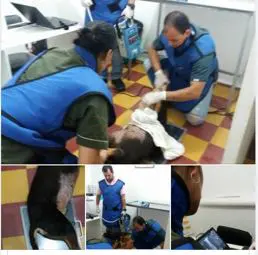 hermana de funcionario cobro millones a la alcaldia de dosquebradas por atender perros que otros pagaban perritu1234567891234567