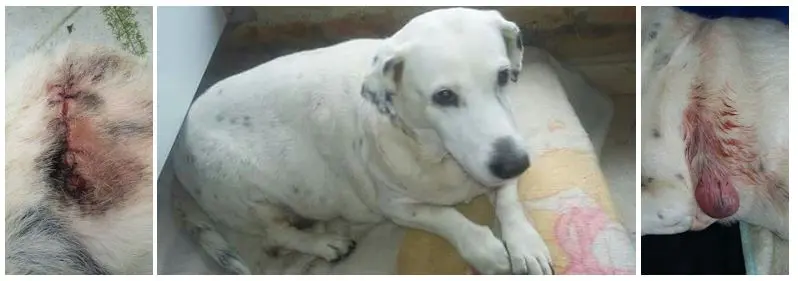 hermana de funcionario cobro millones a la alcaldia de dosquebradas por atender perros que otros pagaban perritu123456789123456789