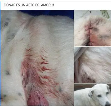hermana de funcionario cobro millones a la alcaldia de dosquebradas por atender perros que otros pagaban perritu12345678912345678912