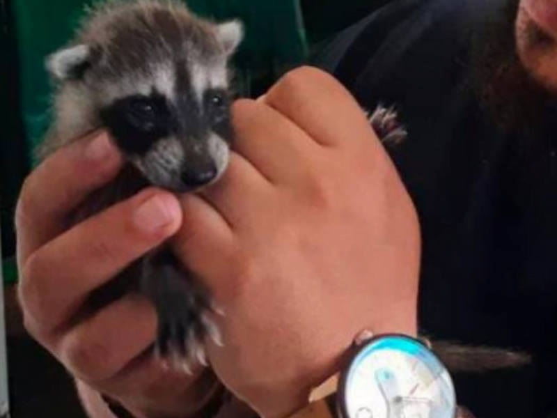 rescatan mapache recien nacido de un incendio en santander web 52