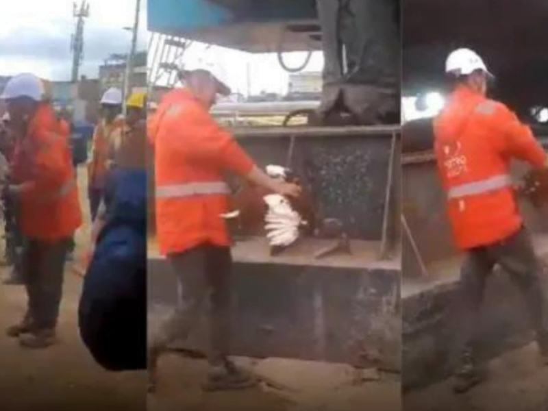 trabajadores del metro de bogota habrian sacrificaron una gallina como ritual web 22