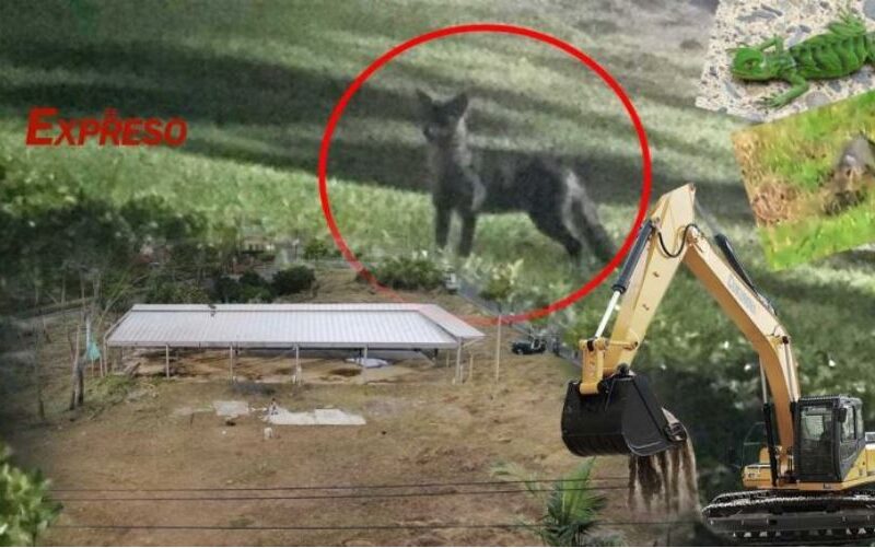 que sentiria usted si destruyen su hogar y su familia desaparece esta pasando con la fauna de pinares clpo4321jf