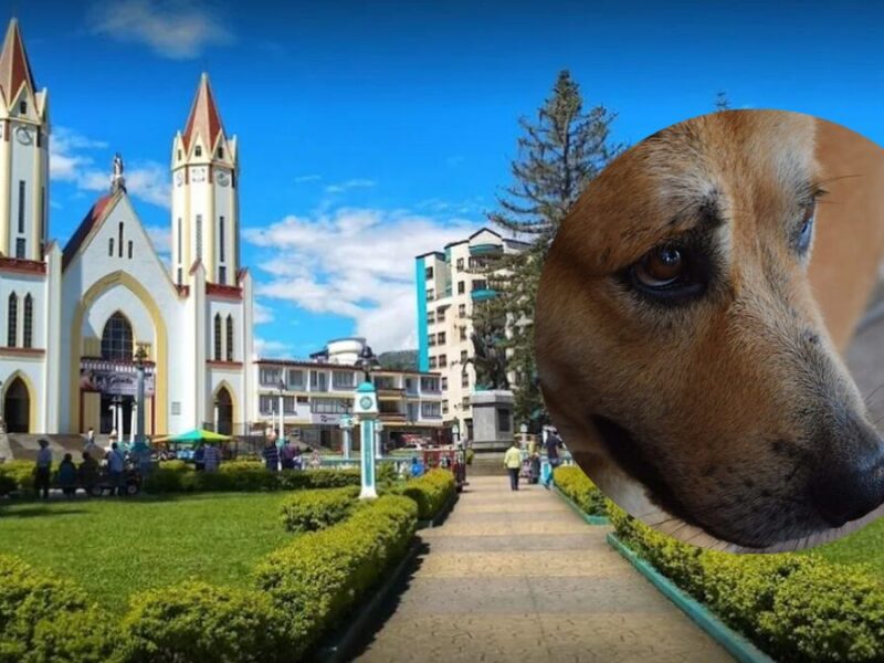 Alcalde de Santa Rosa de Cabal se pronuncia ante caso de maltrato  animal contra una perrita