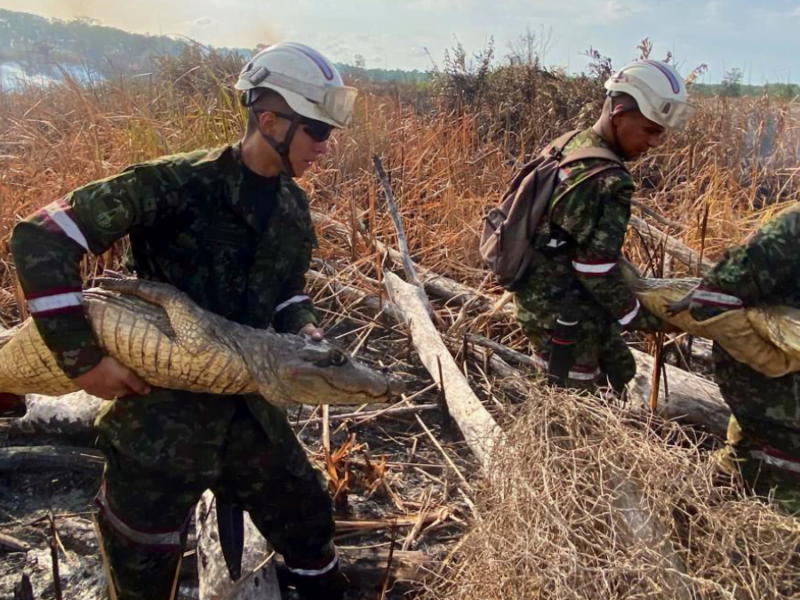 soldados del ejercito continuan con el rescate animales atrapados en incendio en parque isla salamanca web 2024 05 04t092603.815