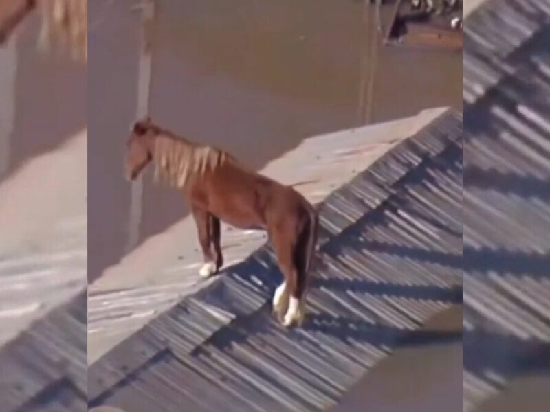 El valiente rescate ‘Caramelo’, un caballo atrapado en las inundaciones de Brasil
