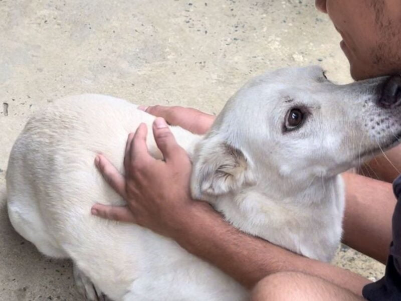 alcaldia realizo jornada de salud y bienestar animal en el corregimiento de morelia copia de web