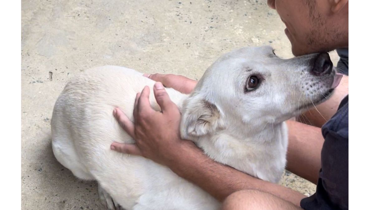 alcaldia realizo jornada de salud y bienestar animal en el corregimiento de morelia copia de web