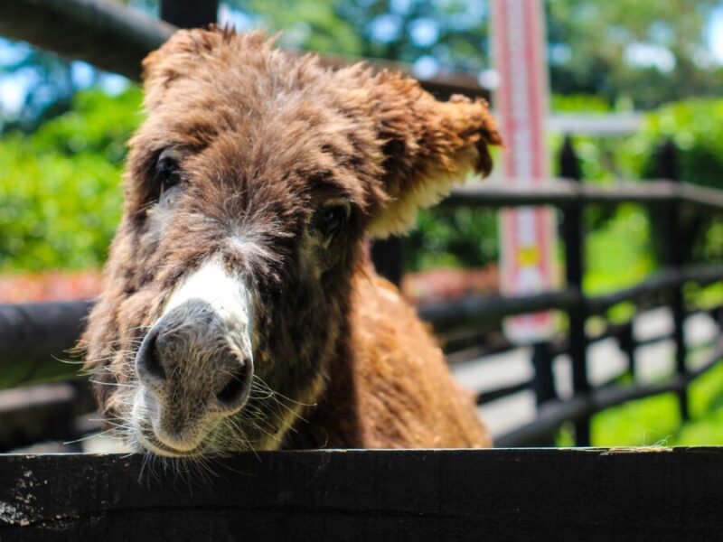 que hay de nuevo en el parque consota que hay de nuevo en el parque consota web 2024 06 02t143337.202