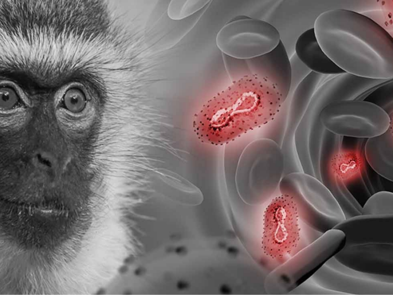 confirman primer caso de la nueva variante mas mortal de mpox en tailandia web 20240823 141404 0000