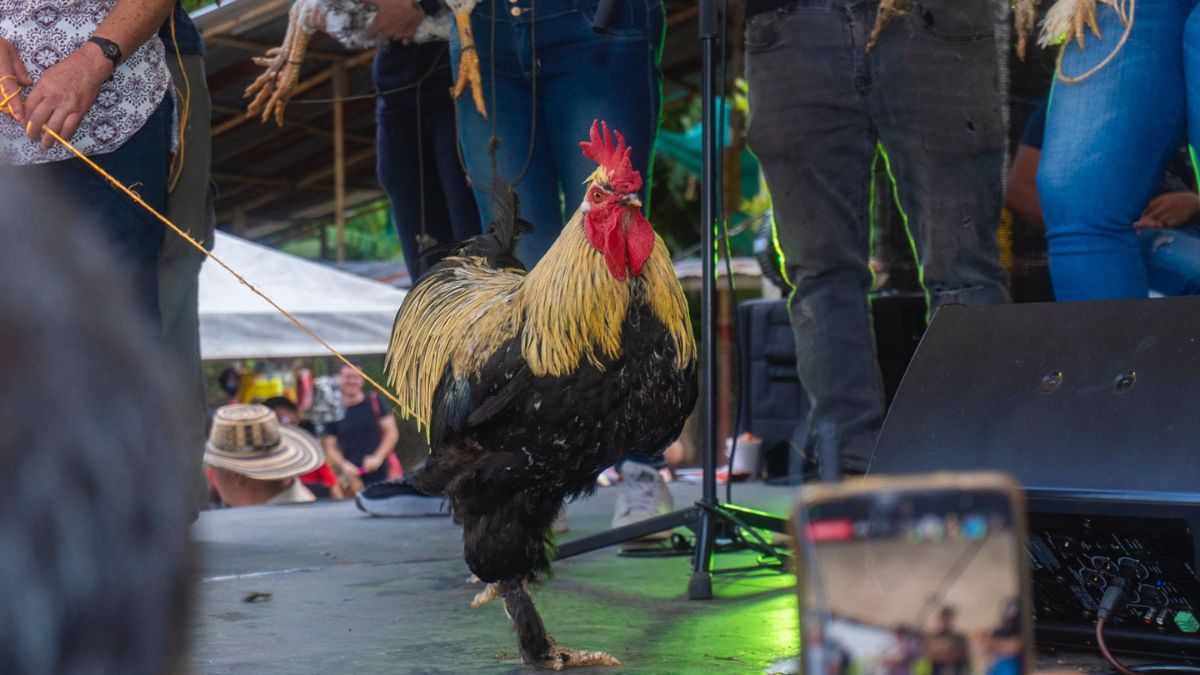 gracias a la alcaldia de pereira la feria y concurso mundial del gallo y la gallina ornamental en la florida fue todo un exito copia de web 2024 08 20t124135.573