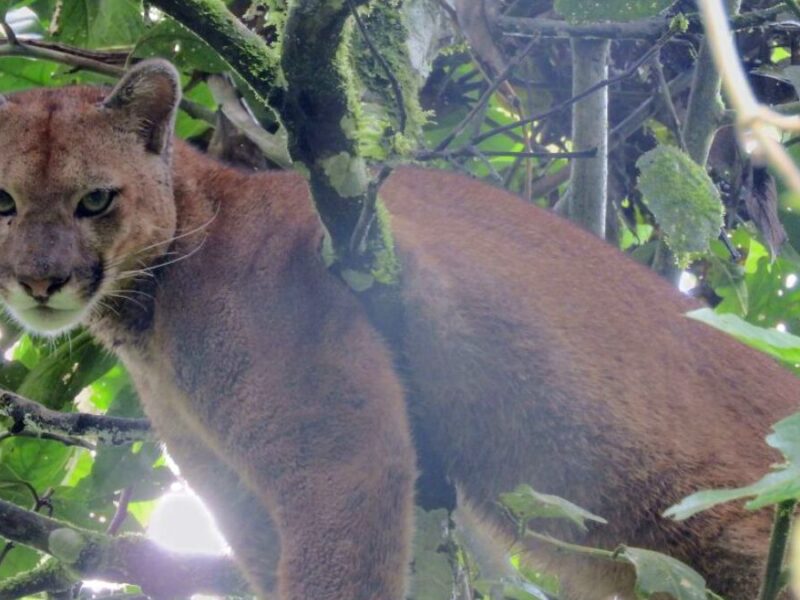 La CARDER celebra el Día Internacional del Puma