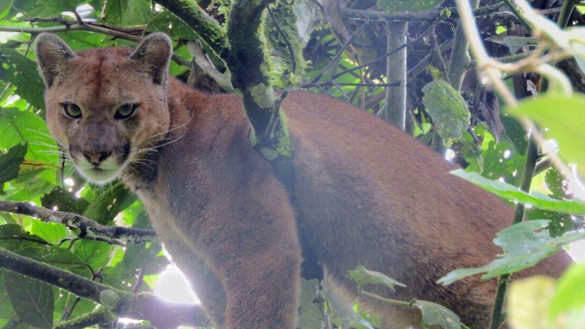 la carder celebra el dia internacionaldel puma copia de web 2024 08 30t173438.077