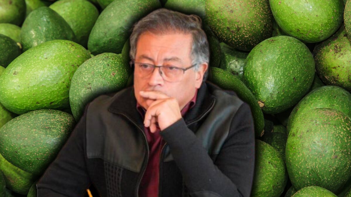 fake newspetro publica video equivocado sobre produccion de aguacate en montes de maria fake newspetro publica video equivocado sobre produccion de aguacate en montes de maria web 2024 09 26t092010.46