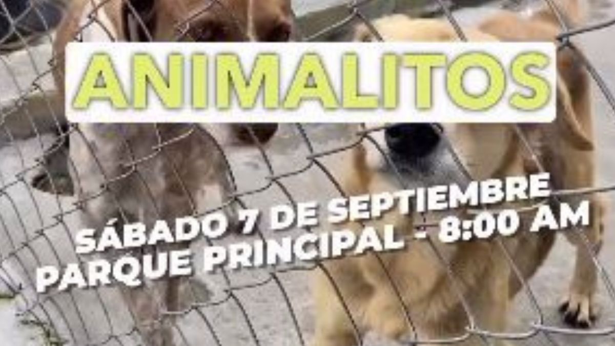 gran donaton por los peluditos de santa rosa de cabal copia de web 2024 09 11t215617.998