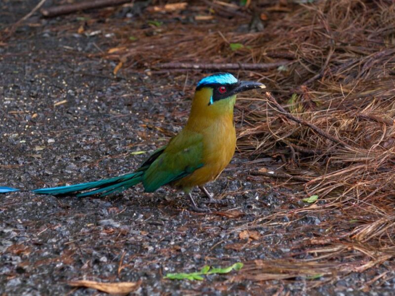 La CARDER nos cuenta ¿Qué hacer si te encuentras fauna silvestre herida en Risaralda?