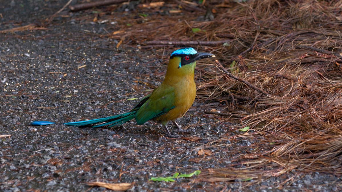 la carder nos cuenta que hacer si te encuentras fauna silvestre herida en risaralda copia de web 2024 09 13t113837.938