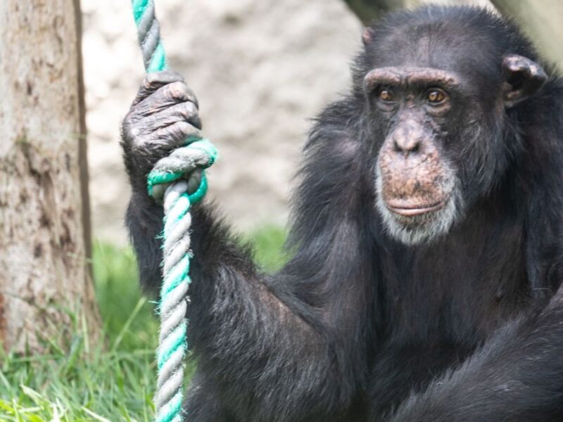 Con la operación Arca de Noé, la CARDER busca que Yoko, el único gran simio que vive en Colombia, sea trasladado a un santuario de Brasil