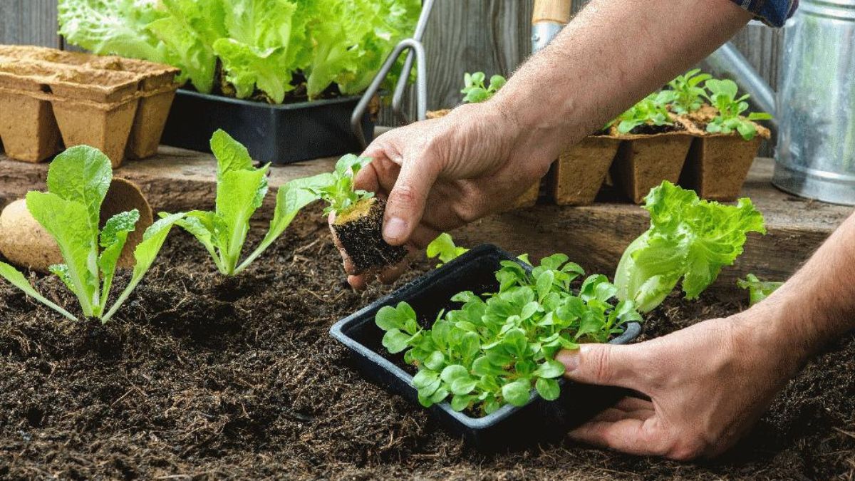 iniciativa de huertas caseras un paso hacia la salud y el bienestar en risaralda copia de web 50