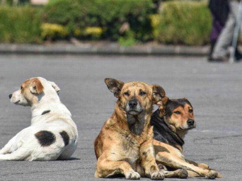 Preocupante ola de violencia contra animales en Belén de Umbría: un perro muerto a tiros y decenas de mascotas envenenadas 