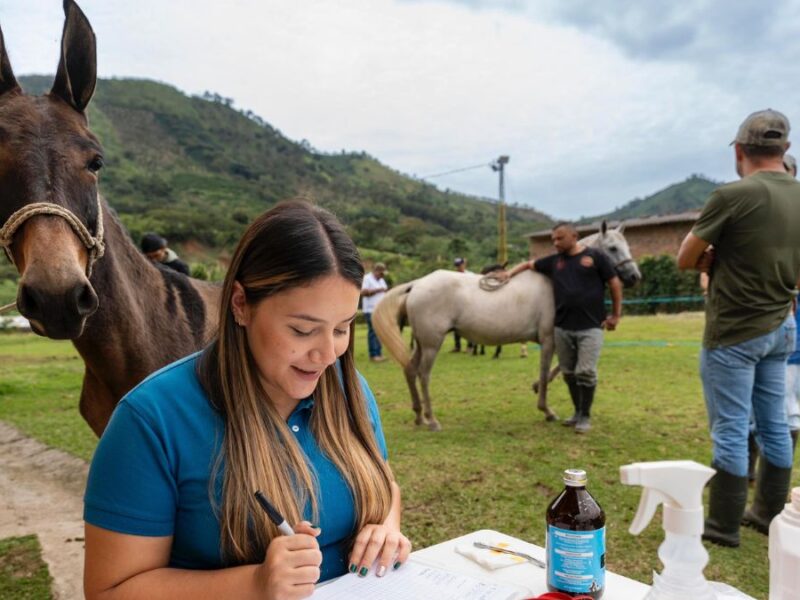 Gobernación de Risaralda adelantó jornada de bienestar animal para equinos en Belén de Umbría