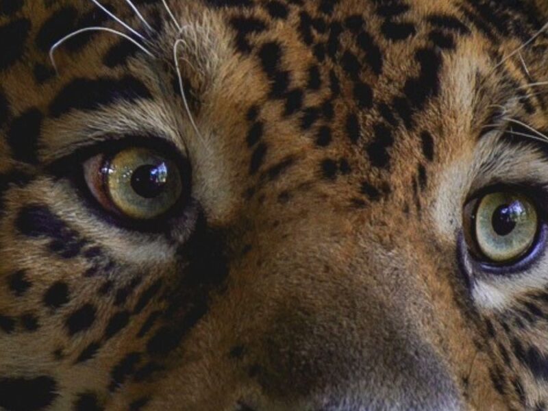 chaac un jaguar rescatado encuentra en ukumari pereira una nueva oportunidad copia de web 47