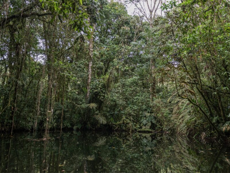 estas son las especies vegetales vedadas en risaralda que la carder prioriza para garantizar su proteccion copia de web 52