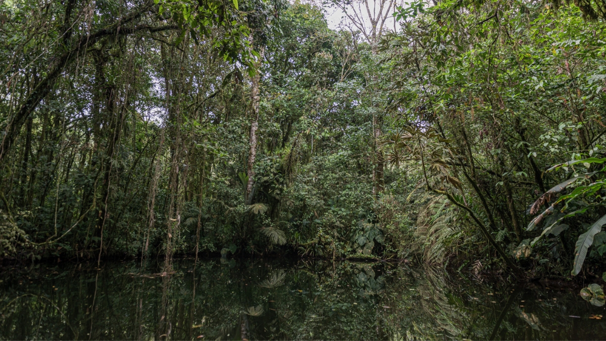 estas son las especies vegetales vedadas en risaralda que la carder prioriza para garantizar su proteccion copia de web 52