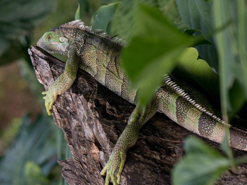 los animales silvestres y exoticos no son regalos de navidad copia de web 54