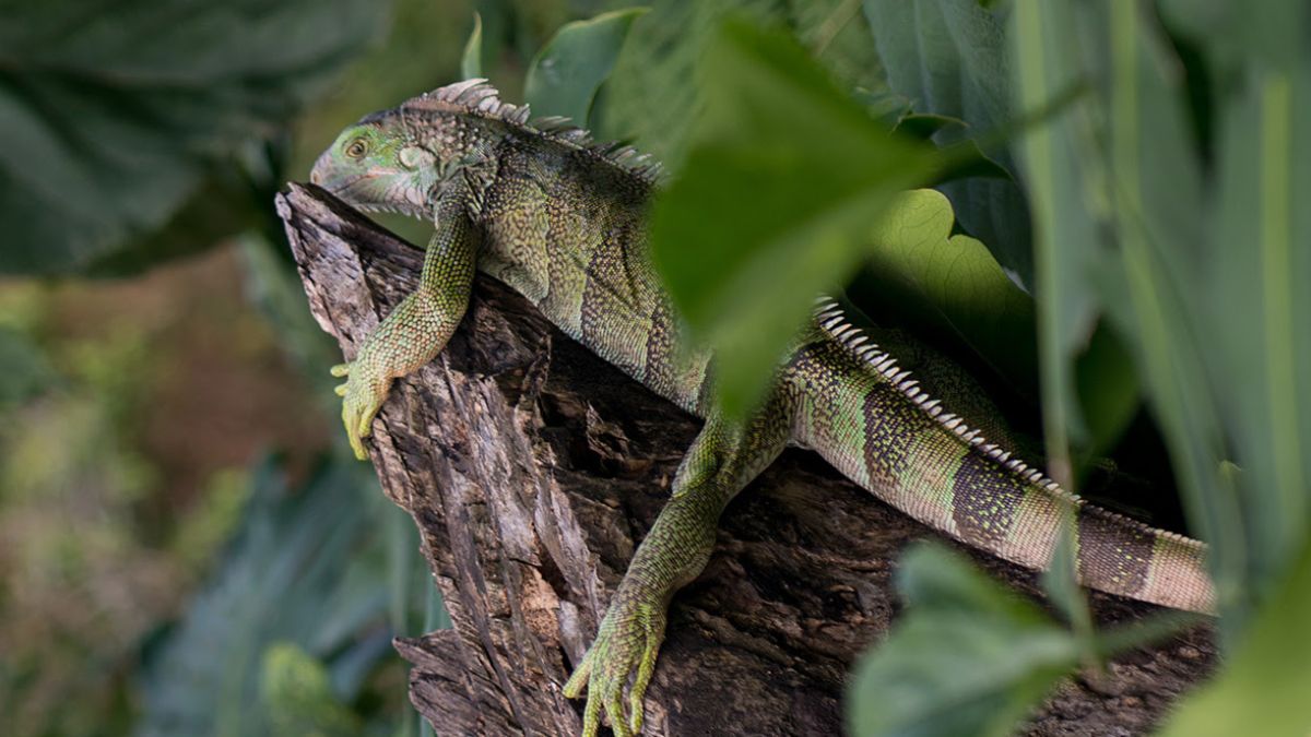 los animales silvestres y exoticos no son regalos de navidad copia de web 54