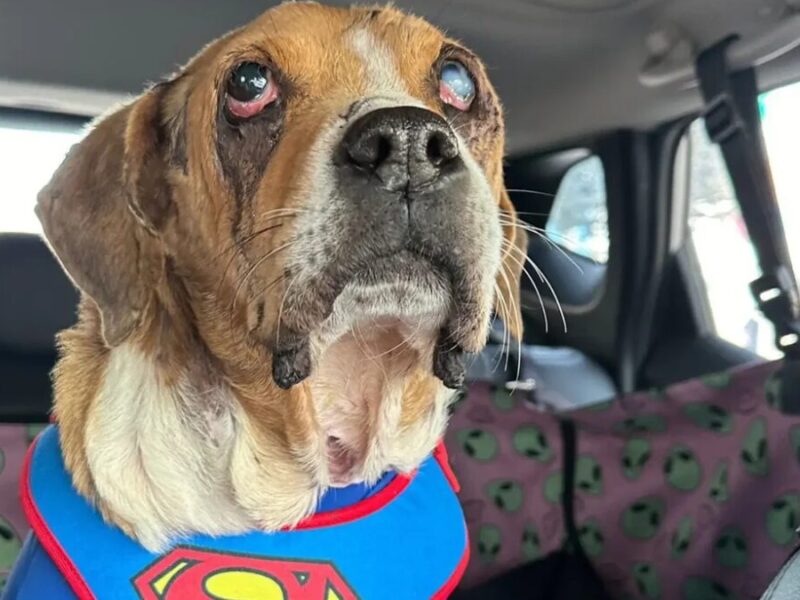 borrador automatico borrador automatico web 39