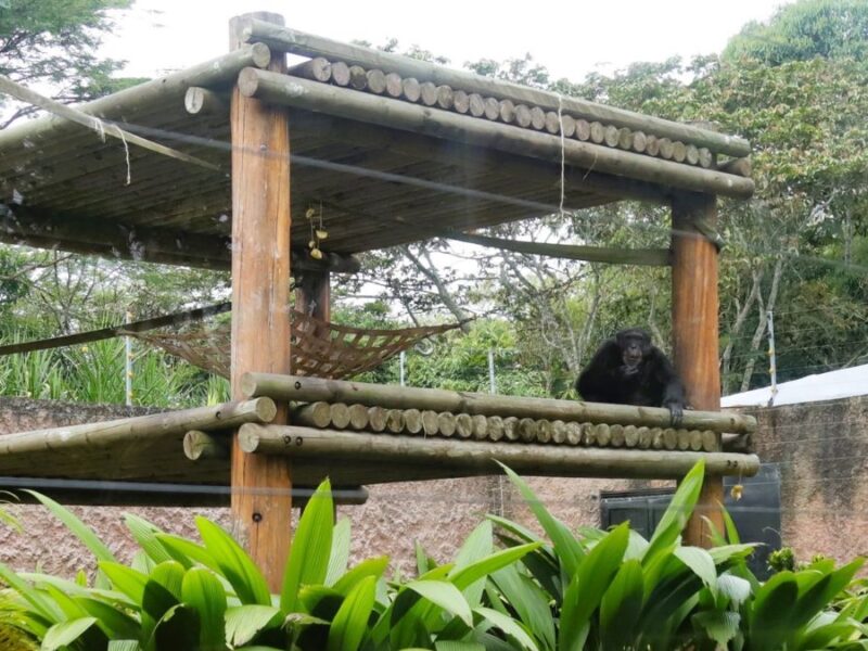 buen viaje yoko el ultimo gran simio que habitaba en colombia y que sera trasladado a brasil copia de web 2025 03 26t114350.525